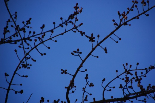 Early Maple Buds