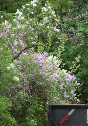 Lilacs over the dumpster.