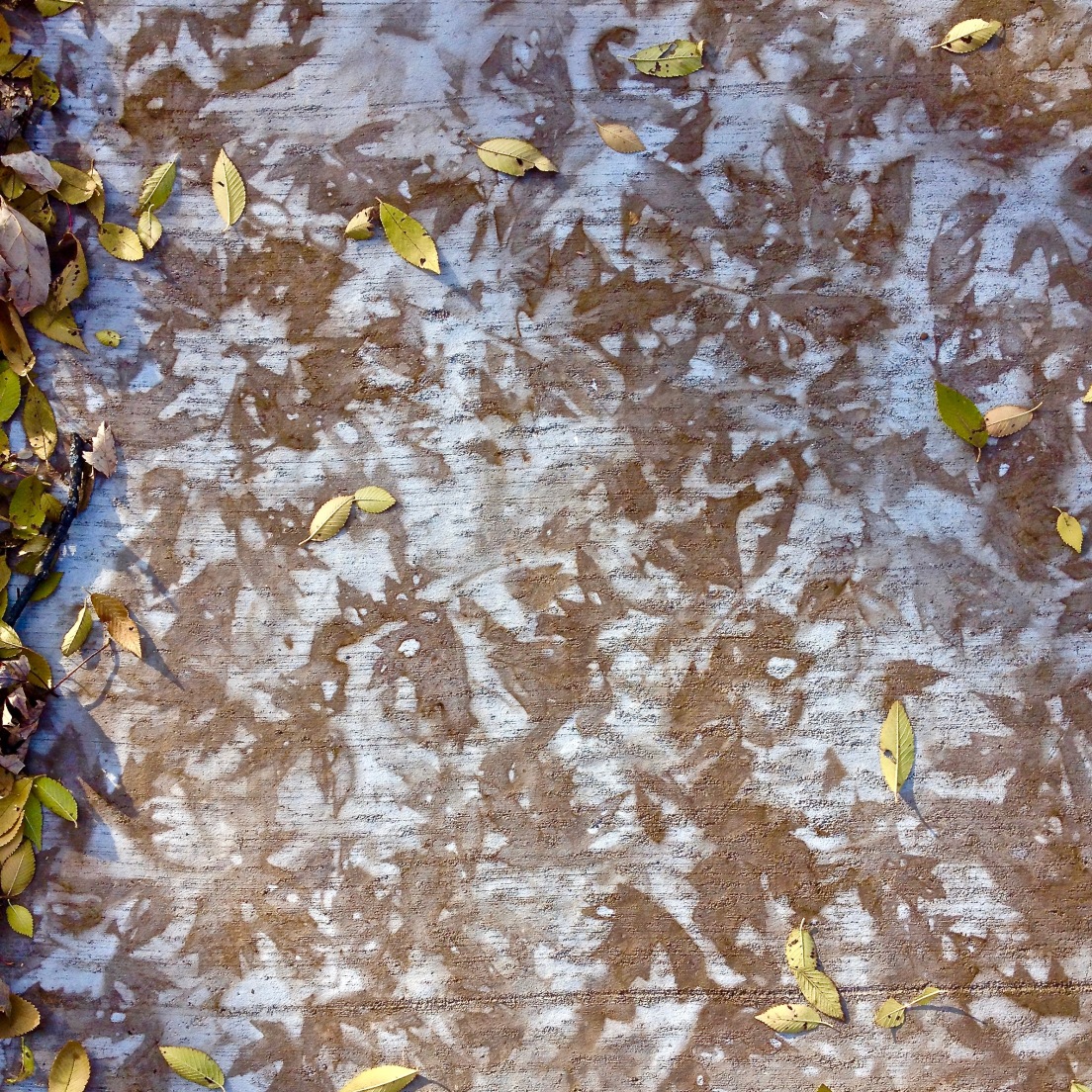 Almost tesselation of leaf prints